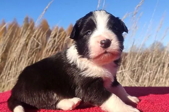 Rasowa suczka BORDER COLLIE z Hodowli - pełną dok., Małopolskie, Kraków