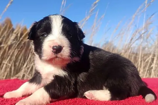 Rasowa suczka BORDER COLLIE z Hodowli - pełną dok., Małopolskie, Kraków