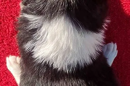Rasowa suczka BORDER COLLIE z Hodowli - pełną dok., Małopolskie, Kraków