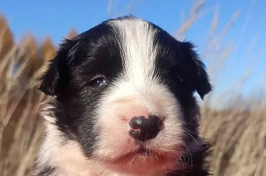 Rasowa suczka BORDER COLLIE z Hodowli - pełną dok., Małopolskie, Kraków