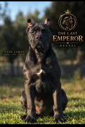 Cane Corso Piękne zarejestrowane suczka na sprzedaż