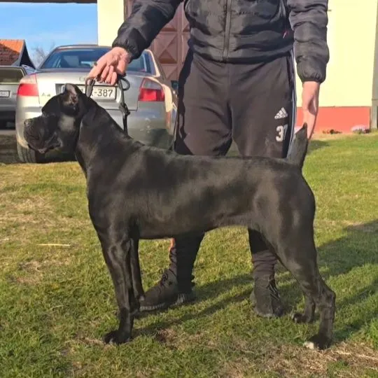Cane Corso Piękne zarejestrowane suczka na sprzedaż, Mazowieckie, Warszawa