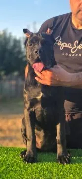 Cane Corso Piękne zarejestrowane suczka na sprzedaż, Mazowieckie, Warszawa