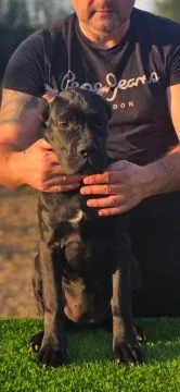 Cane Corso Piękne zarejestrowane suczka na sprzedaż, Mazowieckie, Warszawa