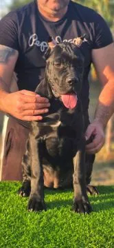Cane Corso Piękne zarejestrowane suczka na sprzedaż, Mazowieckie, Warszawa