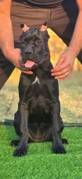 Cane Corso Piękne zarejestrowane suczka na sprzedaż, Mazowieckie, Warszawa