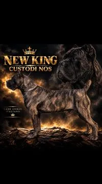 Cane Corso Piękne zarejestrowane suczka na sprzedaż, Mazowieckie, Warszawa