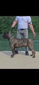 Cane Corso Piękne zarejestrowane suczka na sprzedaż, Mazowieckie, Warszawa