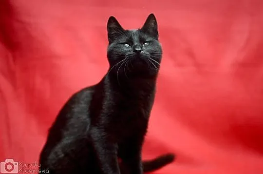 Nala, 5 miesięczna kotka, wesoła i skora do zabaw 