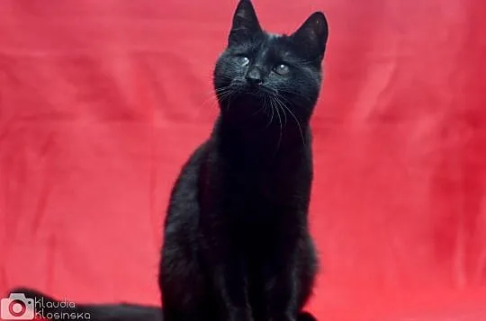 Nala, 5 miesięczna kotka, wesoła i skora do zabaw 
