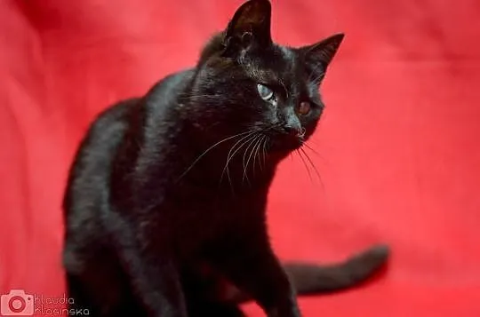 Nala, 5 miesięczna kotka, wesoła i skora do zabaw 