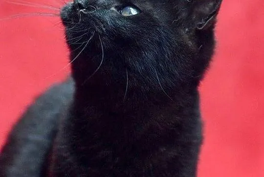 Nala, 5 miesięczna kotka, wesoła i skora do zabaw 