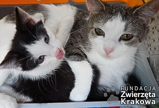 Urocza mama z prześlicznym synkiem, małopolskie K