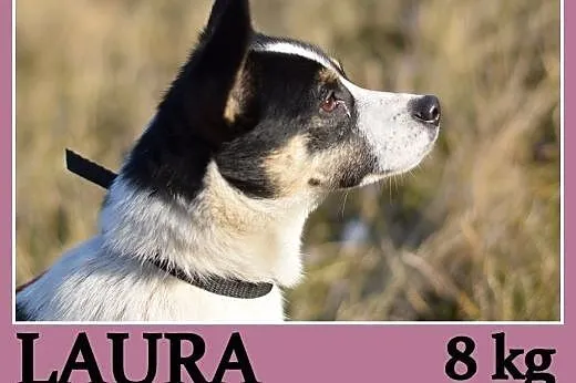 Mała 8 kg ,przyjazna, radosna, grzeczna suczka LAURA.Adopcja,  dolnośląskie Wrocław