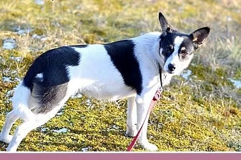 Mała 8 kg ,przyjazna, radosna, grzeczna suczka LAU