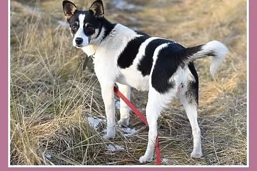 Mała 8 kg ,przyjazna, radosna, grzeczna suczka LAU