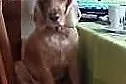 Cocker spanielka do oddania w dobre ręce,  mazowie