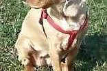 Cocker spanielka do oddania w dobre ręce,  mazowie