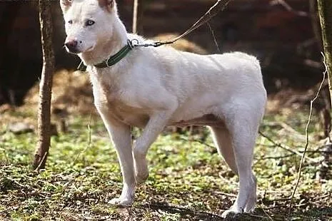 Alaska śnieżnobiałą sunia husky czeka na dom,  pom