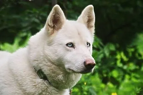 Alaska śnieżnobiałą sunia husky czeka na dom,  pom