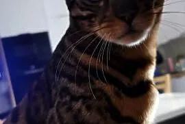 Kocurek bengalski pilnie