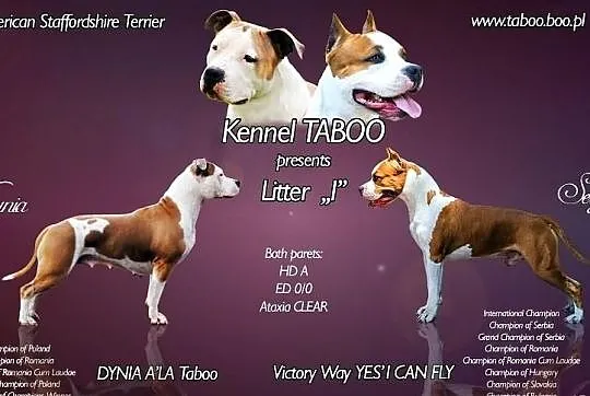 American Staffordshire Terrier, Amstaff, Planowany