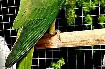 Aleksandretta Wielka Większa, Wielkopolskie, Ostroróg