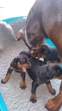 Szczeniaki dobermana  Whatsapp +447506188115   Szczeniaki dobermana, , london