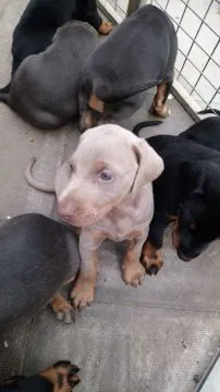 Szczeniaki dobermana  Whatsapp +447506188115   Szczeniaki dobermana, , london