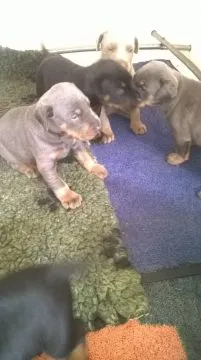 Szczeniaki dobermana  Whatsapp +447506188115   Szczeniaki dobermana, , london
