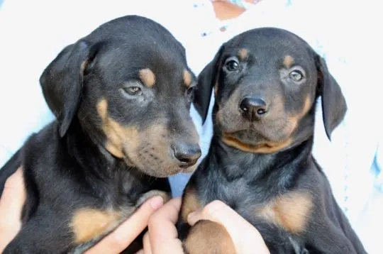 Szczeniaki dobermana  Whatsapp +447506188115   Szczeniaki dobermana