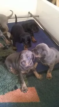 Szczeniaki dobermana  Whatsapp +447506188115   Szczeniaki dobermana, , london