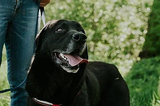 Blackie - labrador, który szuka domu