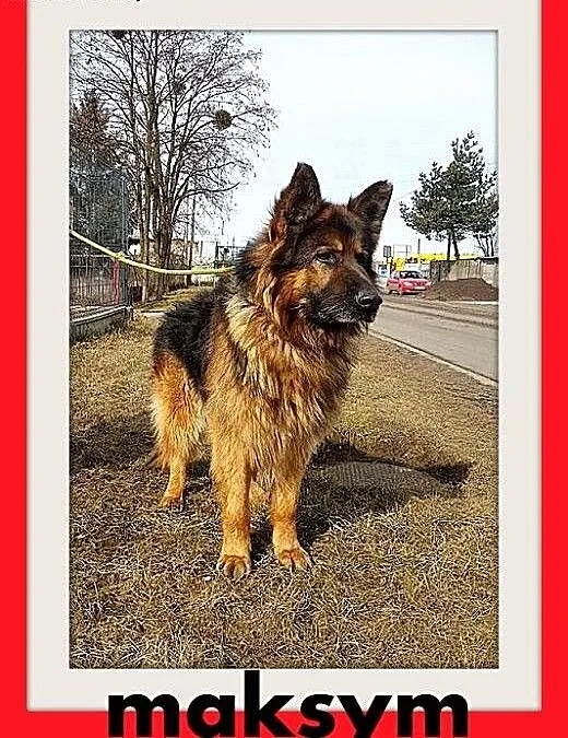 Owczarek niem.długowłosy,łagodny pies MAKSYM.Adopc