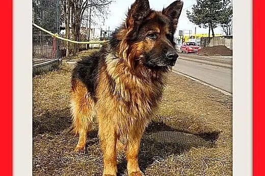 Owczarek niem.długowłosy,łagodny pies MAKSYM.Adopc