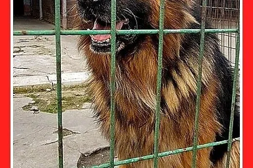Owczarek niem.długowłosy,łagodny pies MAKSYM.Adopc