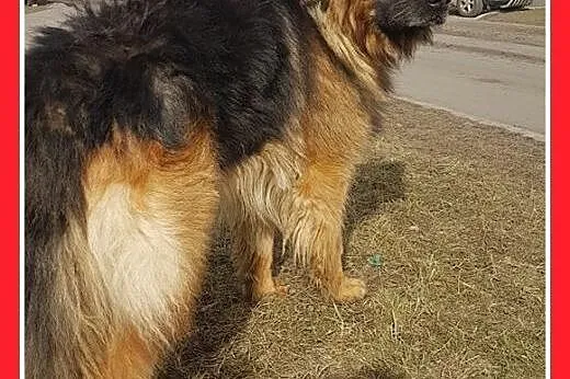 Owczarek niem.długowłosy,łagodny pies MAKSYM.Adopc