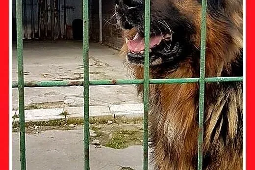 Owczarek niem.długowłosy,łagodny pies MAKSYM.Adopc