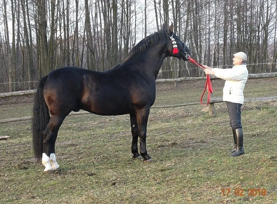 Stanówka