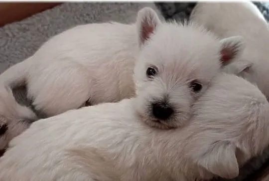 West Highland White Terrier | ZKwP FCI