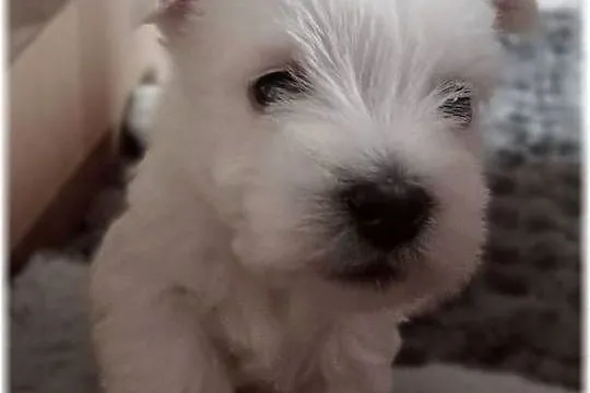 West Highland White Terrier | ZKwP FCI, Śląskie, Częstochowa
