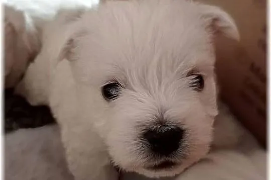 West Highland White Terrier | ZKwP FCI, Śląskie, Częstochowa