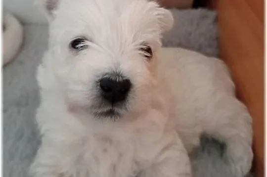 West Highland White Terrier | ZKwP FCI, Śląskie, Częstochowa