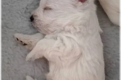 West Highland White Terrier | ZKwP FCI, Śląskie, Częstochowa