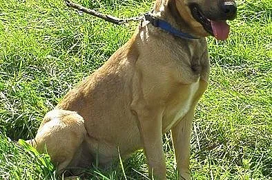 Miki radosny psiak ,  mazowieckie Warszawa