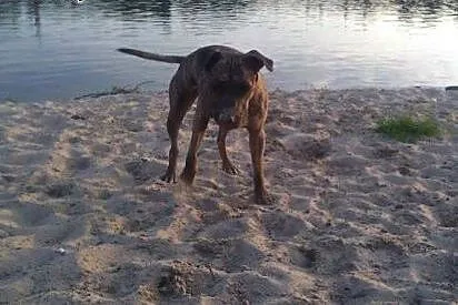 Cudem uratowana amstaffka Saba czeka na dom,  Amst