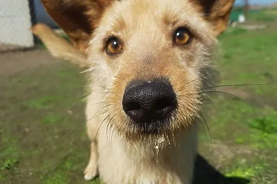 Młody Fly, łagodny TERIEREK mix szuka kochającego domu