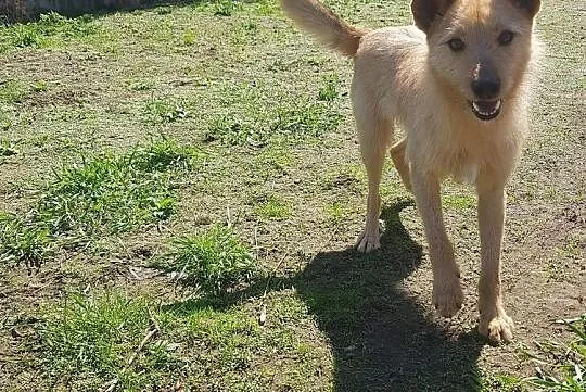 Młody Fly, łagodny TERIEREK mix szuka kochającego domu, Mazowieckie, Warszawa