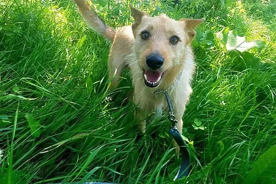 Młody Fly, łagodny TERIEREK mix szuka kochającego domu, Mazowieckie, Warszawa