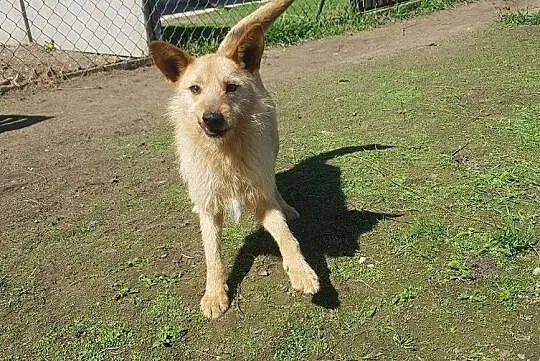 Młody Fly, łagodny TERIEREK mix szuka kochającego domu, Mazowieckie, Warszawa